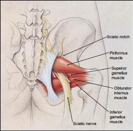 Posterior view of the pelvis and hip showing the piriformis muscle, the sciatic notch, the superior and inferior gemelli and obturator internus, and the sciatic nerve passing beneath the piriformis